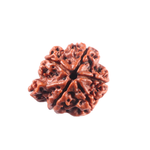 Load image into Gallery viewer, 1 Mukhi Savar Rudraksha from Nepal - Bead No. 92
