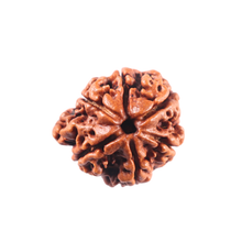Load image into Gallery viewer, 1 Mukhi Savar Rudraksha from Nepal - Bead No. 93
