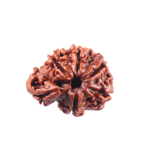 Load image into Gallery viewer, 1 Mukhi Savar Rudraksha from Nepal - Bead No. 96
