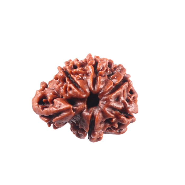 1 Mukhi Savar Rudraksha from Nepal - Bead No. 96