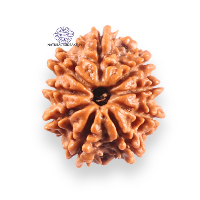 9 Mukhi Nepalese Rudraksha - Bead No. 451
