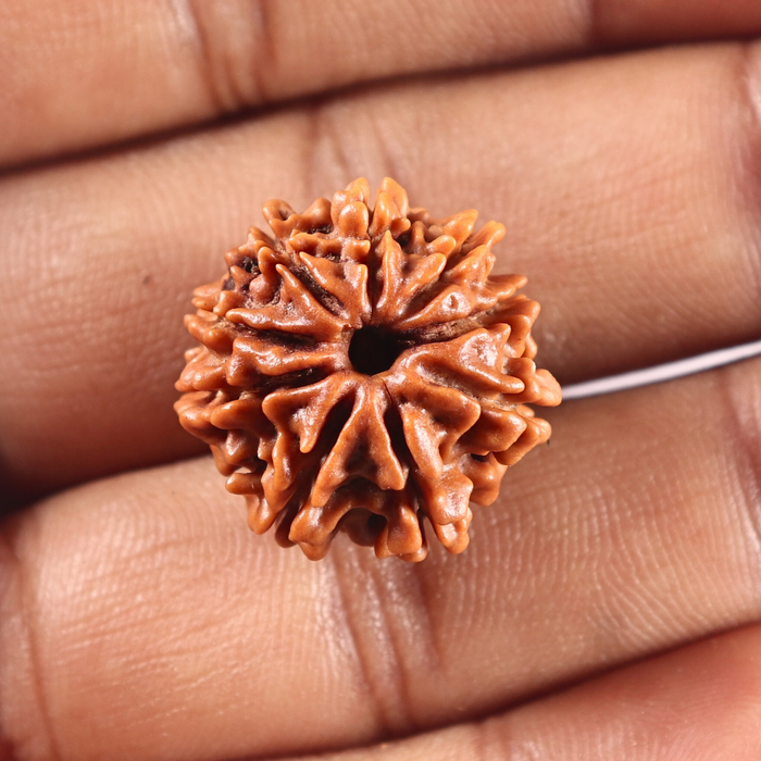 9 Mukhi Nepalese Rudraksha - Bead No. 452