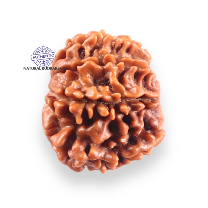 9 Mukhi Nepalese Rudraksha - Bead No. 452