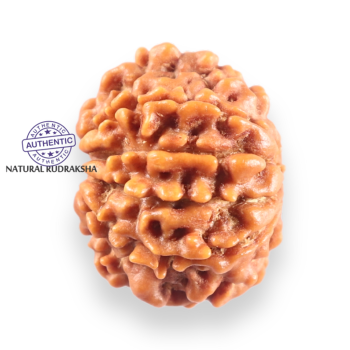 9 Mukhi Nepalese Rudraksha - Bead No. 453
