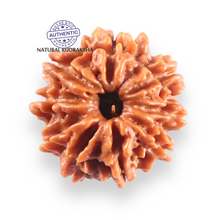 Load image into Gallery viewer, 9 Mukhi Nepalese Rudraksha - Bead No. 456
