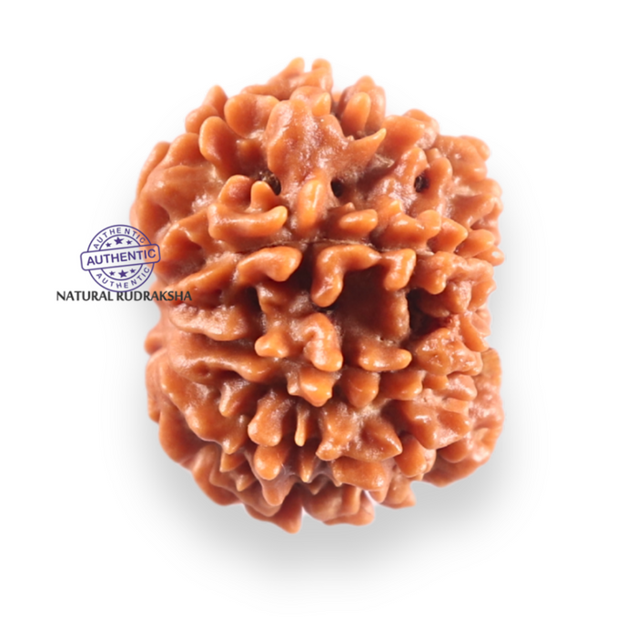 9 Mukhi Nepalese Rudraksha - Bead No. 456