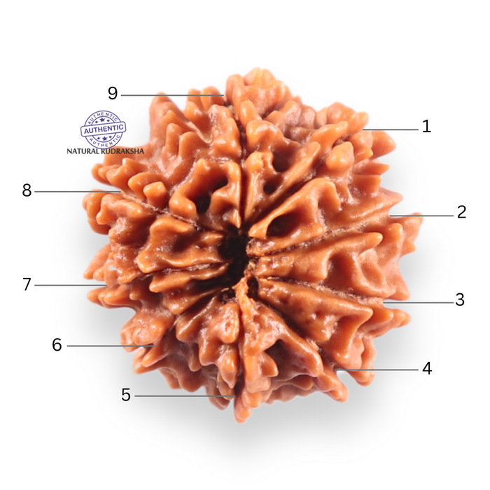 9 Mukhi Nepalese Rudraksha - Bead No. 455