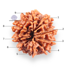 Load image into Gallery viewer, 9 Mukhi Nepalese Rudraksha - Bead No. 456
