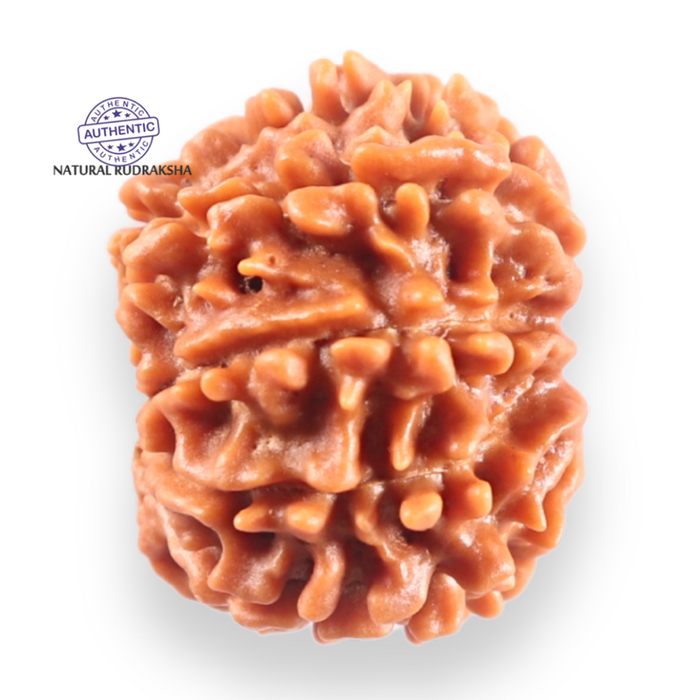 9 Mukhi Nepalese Rudraksha - Bead No. 455