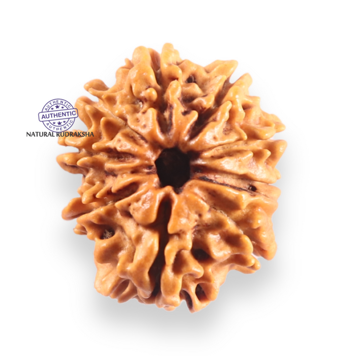 9 Mukhi Nepalese Rudraksha - Bead No. 457
