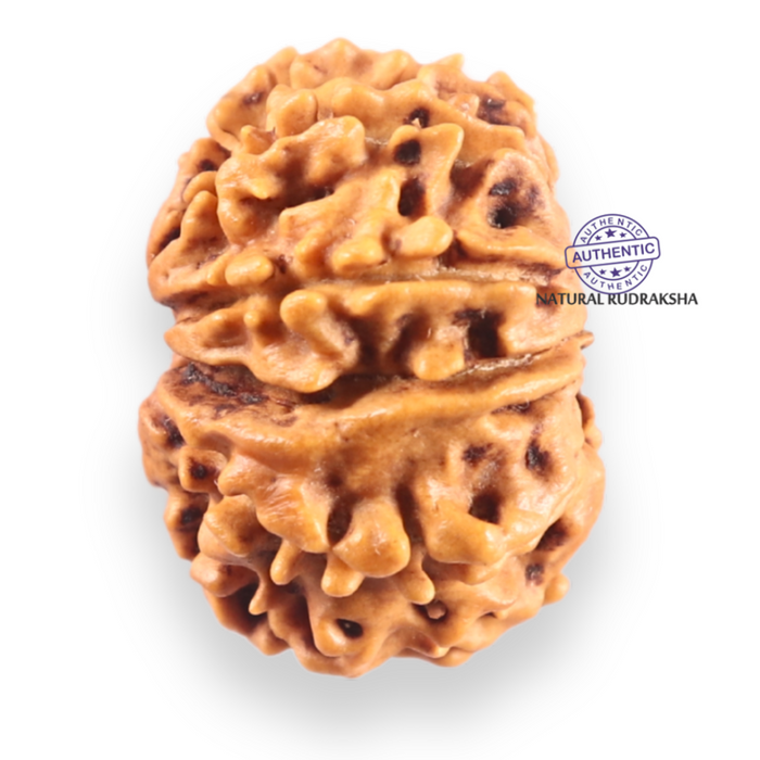 9 Mukhi Nepalese Rudraksha - Bead No. 457