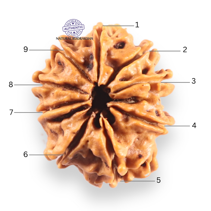 9 Mukhi Nepalese Rudraksha - Bead No. 457
