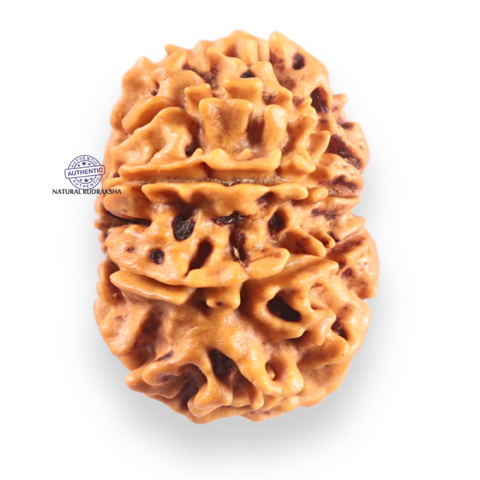 9 Mukhi Nepalese Rudraksha - Bead No. 457