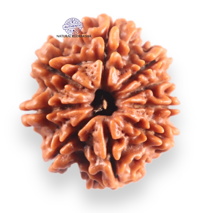 9 Mukhi Nepalese Rudraksha - Bead No. 458