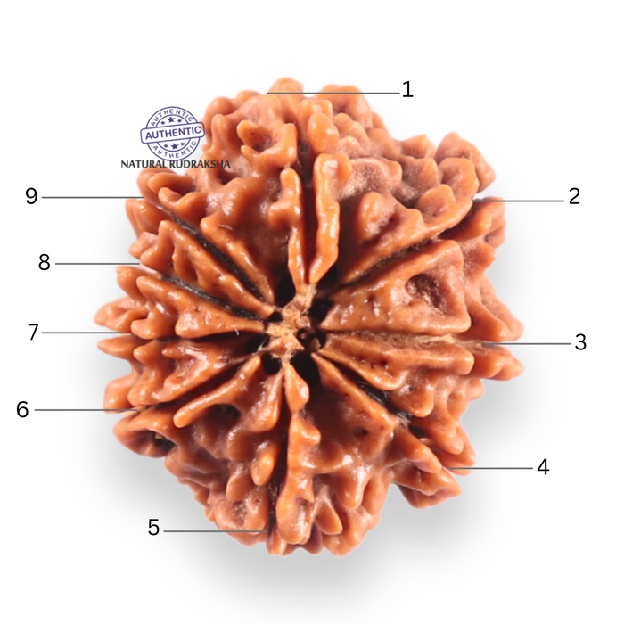 9 Mukhi Nepalese Rudraksha - Bead No. 458