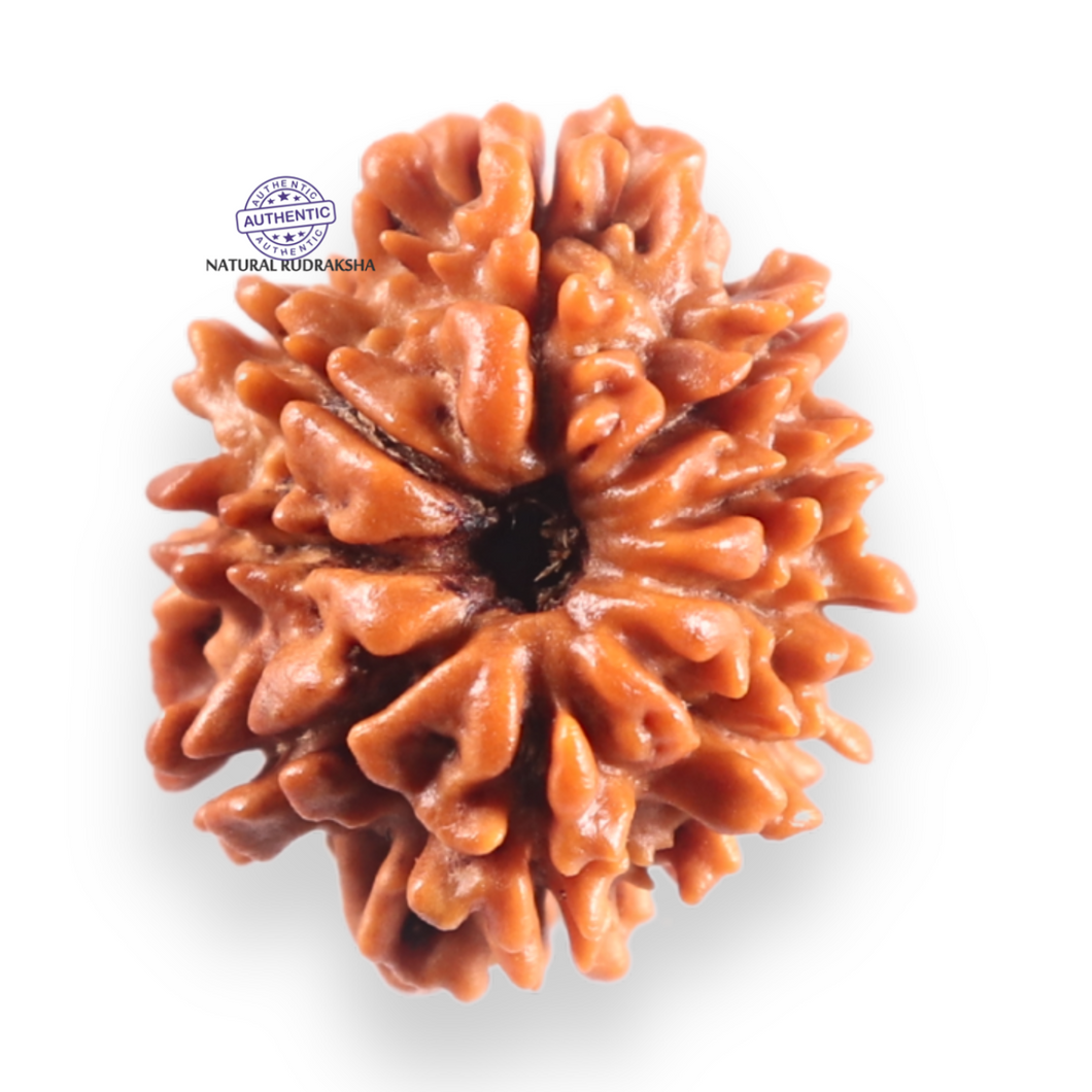 9 Mukhi Nepalese Rudraksha - Bead No. 460