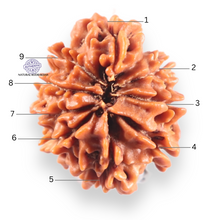 Load image into Gallery viewer, 9 Mukhi Nepalese Rudraksha - Bead No. 460
