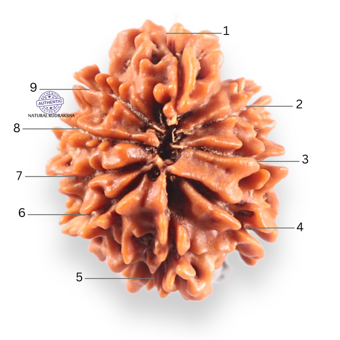 9 Mukhi Nepalese Rudraksha - Bead No. 460