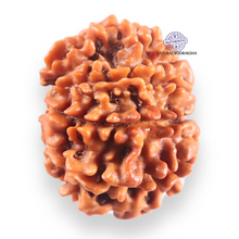 Load image into Gallery viewer, 9 Mukhi Nepalese Rudraksha - Bead No. 460
