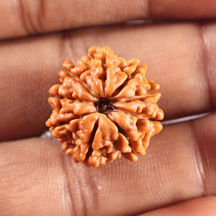 9 Mukhi Nepalese Rudraksha - Bead No. 461