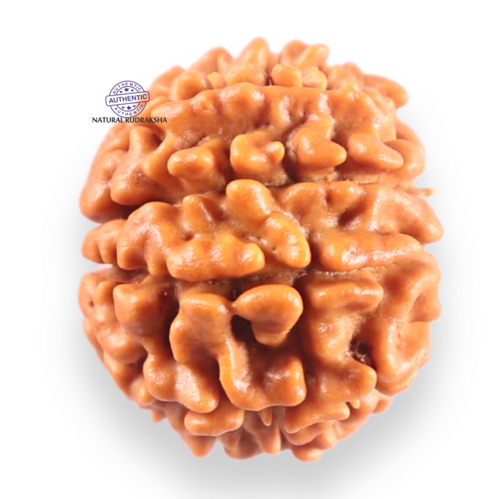 9 Mukhi Nepalese Rudraksha - Bead No. 461