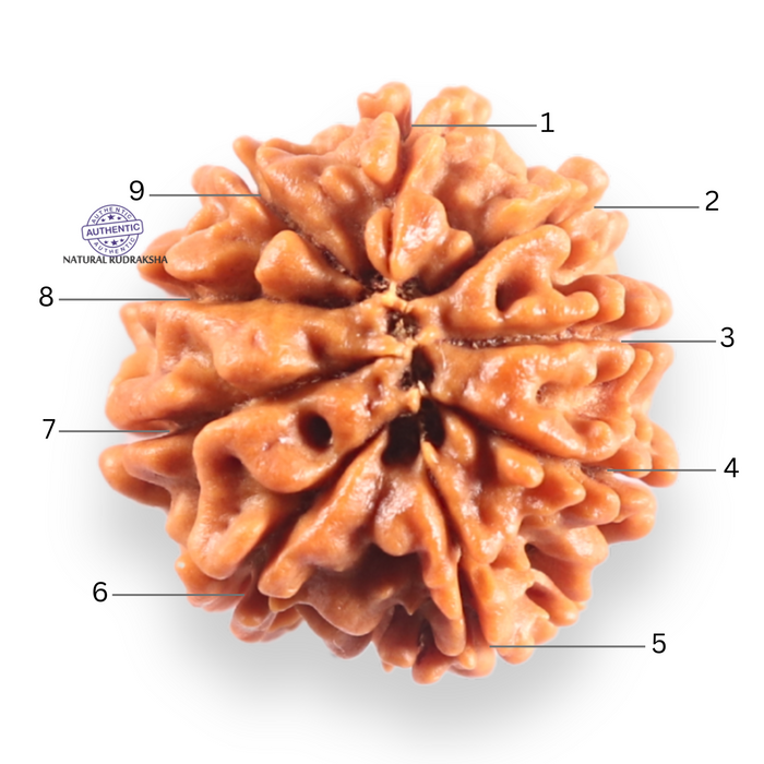 9 Mukhi Nepalese Rudraksha - Bead No. 461