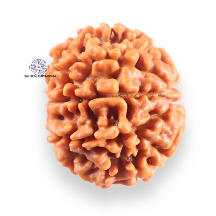 9 Mukhi Nepalese Rudraksha - Bead No. 461
