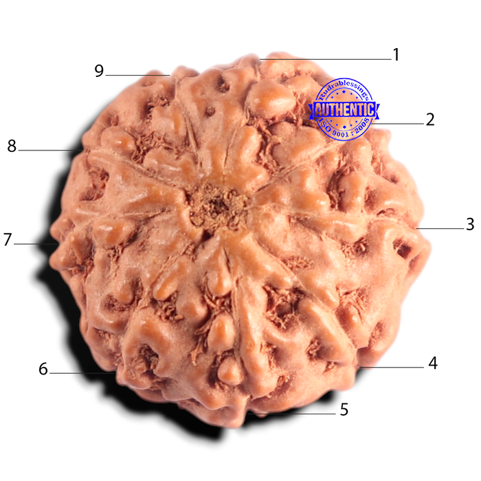 9 Mukhi Rudraksha from Indonesia - Bead No. 235