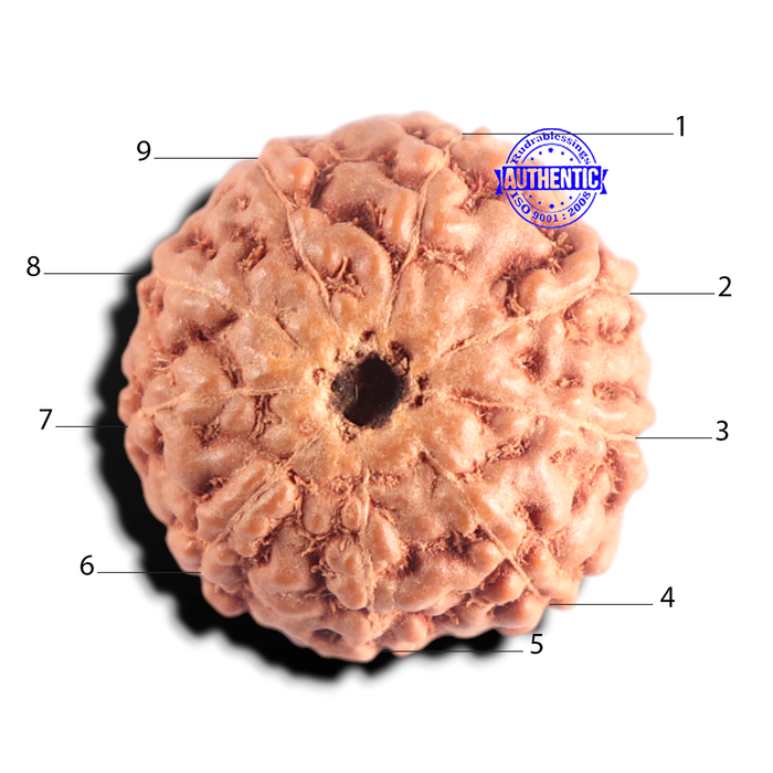 9 Mukhi Rudraksha from Indonesia - Bead No. 237