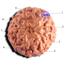 Load image into Gallery viewer, 9 Mukhi Rudraksha from Indonesia - Bead No. 243

