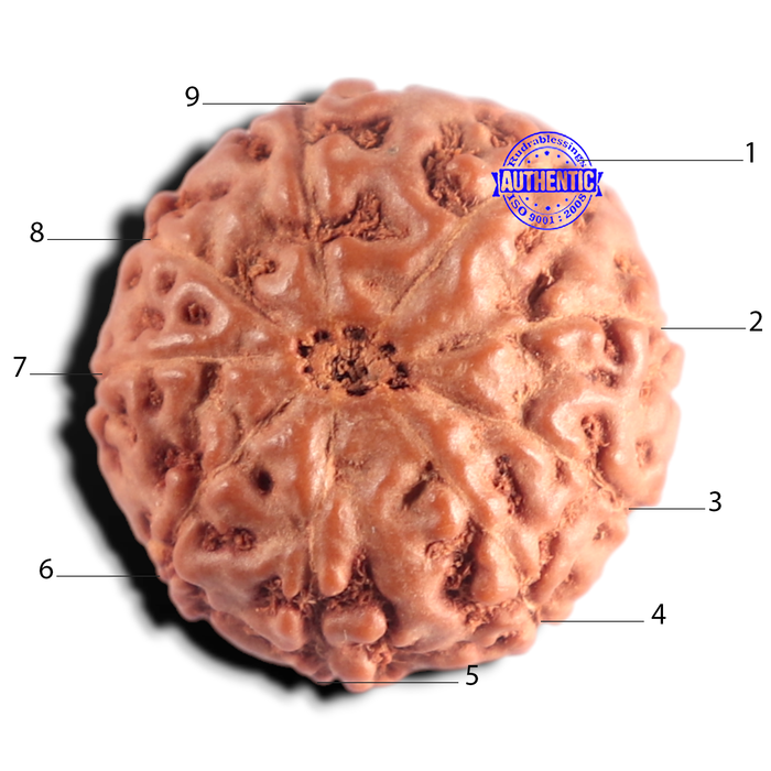 9 Mukhi Rudraksha from Indonesia - Bead No. 243
