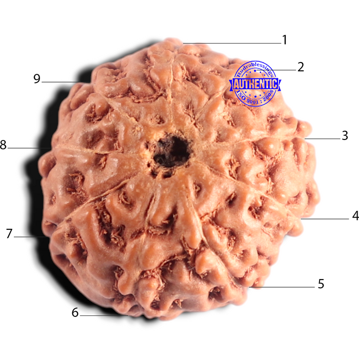 9 Mukhi Rudraksha from Indonesia - Bead No. 244