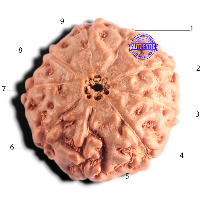 9 Mukhi Rudraksha from Indonesia - Bead No. 245