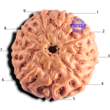 Load image into Gallery viewer, 9 Mukhi Rudraksha from Indonesia - Bead No. 247

