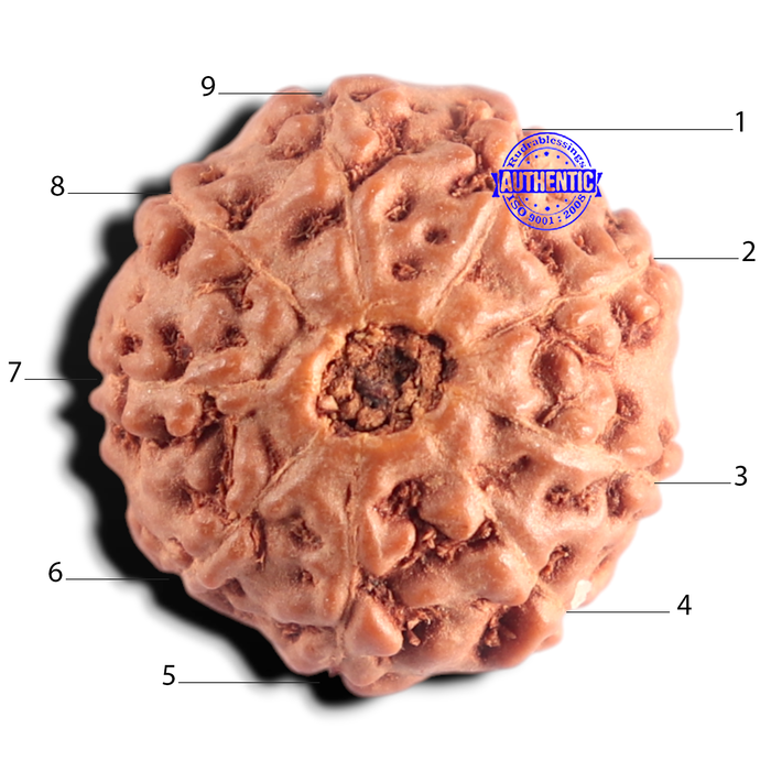 9 Mukhi Rudraksha from Indonesia - Bead No. 248