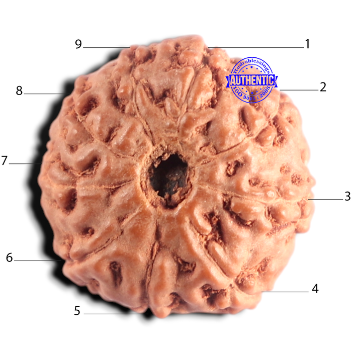 9 Mukhi Rudraksha from Indonesia - Bead No. 249