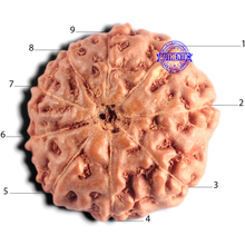 Load image into Gallery viewer, 9 Mukhi Rudraksha from Indonesia - Bead No. 250
