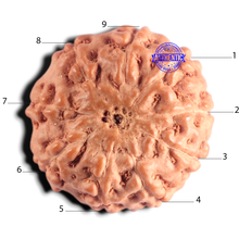 Load image into Gallery viewer, 9 Mukhi Rudraksha from Indonesia - Bead No. 251
