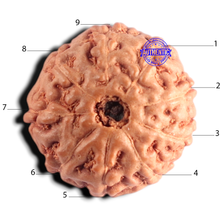 Load image into Gallery viewer, 9 Mukhi Rudraksha from Indonesia - Bead No. 255
