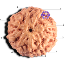 Load image into Gallery viewer, 9 Mukhi Rudraksha from Indonesia - Bead No. 256
