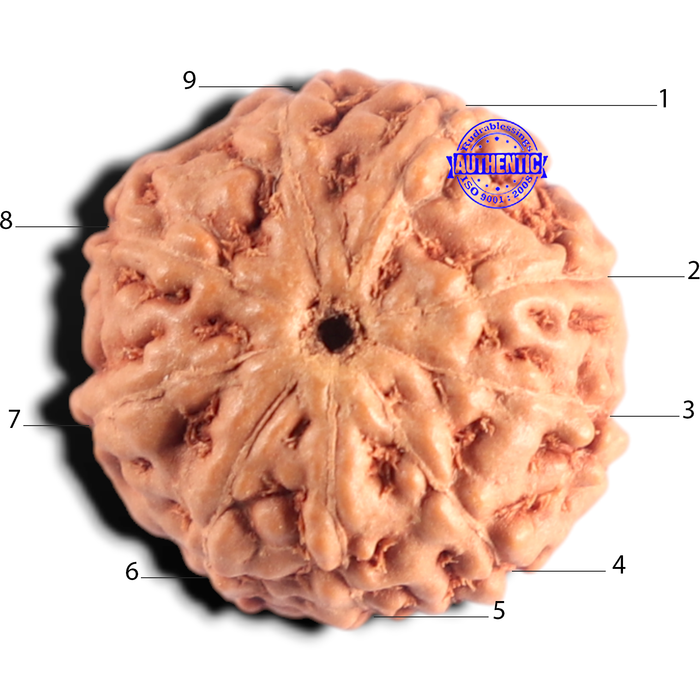 9 Mukhi Rudraksha from Indonesia - Bead No. 256