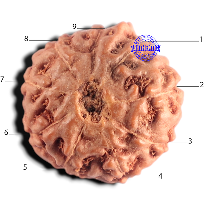 9 Mukhi Rudraksha from Indonesia - Bead No. 257