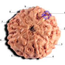 Load image into Gallery viewer, 9 Mukhi Rudraksha from Indonesia - Bead No. 259
