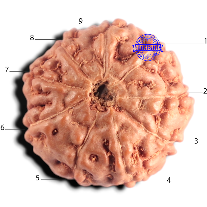 9 Mukhi Rudraksha from Indonesia - Bead No. 259