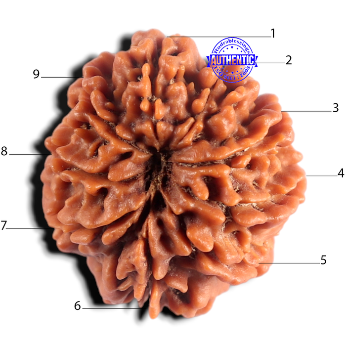 9 Mukhi Nepalese Rudraksha - Bead No. 482