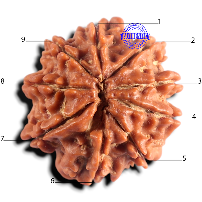 9 Mukhi Nepalese Rudraksha - Bead No. 483