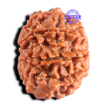 Load image into Gallery viewer, 9 Mukhi Nepalese Rudraksha - Bead No. 483
