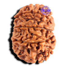 Load image into Gallery viewer, 9 Mukhi Nepalese Rudraksha - Bead No. 484
