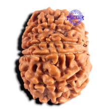 Load image into Gallery viewer, 9 Mukhi Nepalese Rudraksha - Bead No. 484
