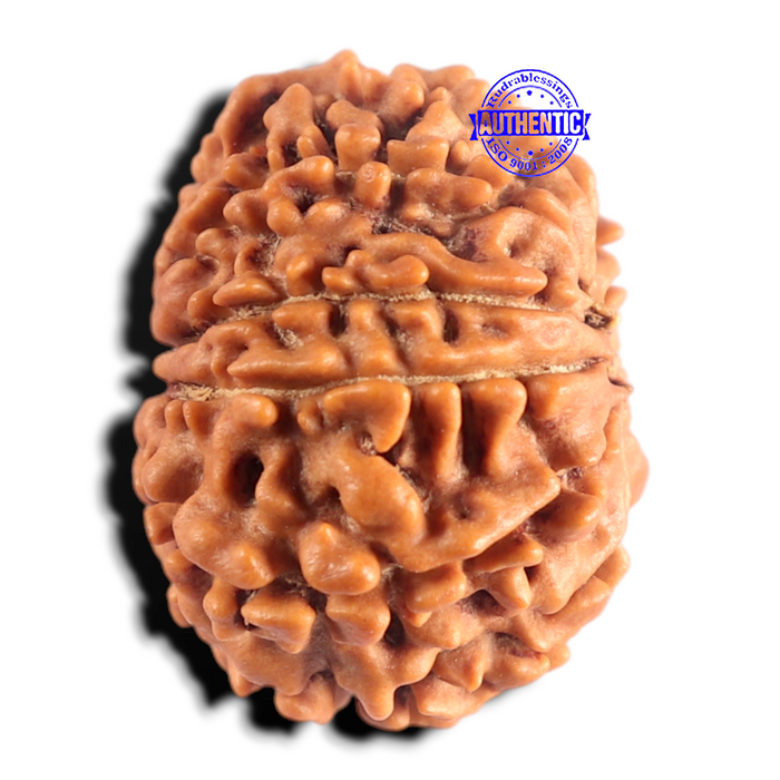 9 Mukhi Nepalese Rudraksha - Bead No. 484